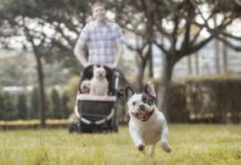 Best Pet Strollers for Dogs