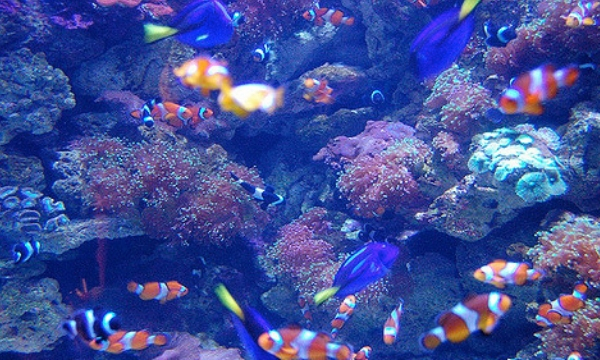 Aquarium of the Pacific, Long Beach