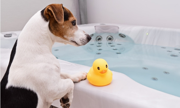 Give your pet a bath