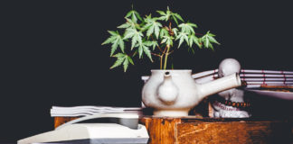 Amazing Benefits of Growing Marijuana